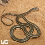 ug_female_hissing_sand_snake_1.jpg