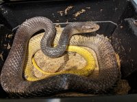 sire, suriname import.jpg