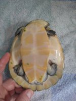 IMG_20250320_095805951.jpg