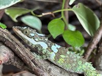 IMG_1090.jpeg