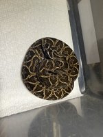 IMG_5392.jpeg