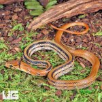 ug_Baby_Radiated_Ratsnake_6.jpg
