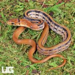 ug_Baby_Radiated_Ratsnake_5.jpg