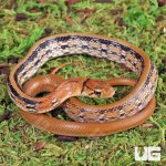 ug_baby_radiated_ratsnake_1.jpg