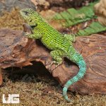 ug_Emerald_Swift_3.jpg