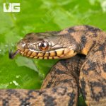 ug_Baby_Diamondback_Water_Snake_4.jpg