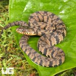 ug_Baby_Diamondback_Water_Snake_3.jpg