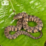 ug_Baby_Diamondback_Water_Snake_1.jpg