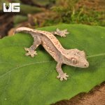 ug_Baby_Dalmatian_Lilly_White_Crested_Gecko_4.jpg