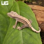ug_Baby_Dalmatian_Lilly_White_Crested_Gecko_2.jpg
