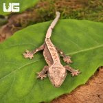 ug_Baby_Dalmatian_Lilly_White_Crested_Gecko_1.jpg