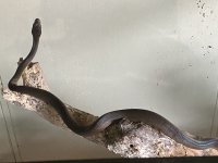 IMG_5587.jpeg