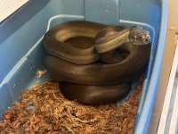 Female Apodora.jpg