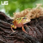 ug_bi_color_suriname_horned_frog_4.jpg