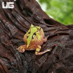 ug_bi_color_suriname_horned_frog_3.jpg