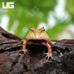 ug_bi_color_suriname_horned_frog_1.jpg
