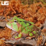 ug_Baby_Green_Suriname_Horned_Frog_3.jpg