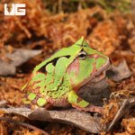 ug_Baby_Green_Suriname_Horned_Frog_2.jpg
