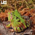 ug_Baby_Green_Suriname_Horned_Frog_1.jpg