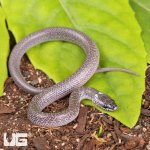 ug_Hatchling_Common_Asian_Wolf_Snake_4.jpg
