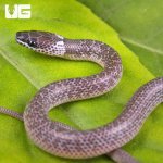 ug_Hatchling_Common_Asian_Wolf_Snake_1.jpg