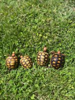 IMG_1727.jpeg