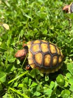 IMG_1736.jpeg