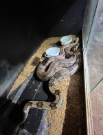 IMG_0278.jpeg