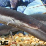 ug_Three_Toed_Amphiuma_4.jpg