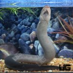 ug_Three_Toed_Amphiuma_3.jpg