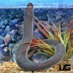 ug_Three_Toed_Amphiuma_2.jpg