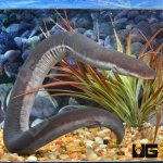 ug_Three_Toed_Amphiuma_1.jpg