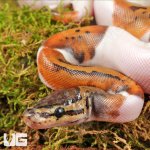 ug_Scaleless_Head_Spider_Pied_Poss_Pinstripe_Ball_Python_1.jpg