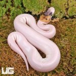 ug_Spider_Pied_Poss_Pinstripe_Ball_Python_1.jpg