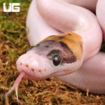 ug_Spider_Pied_Poss_Pinstripe_Ball_Python_2.jpg