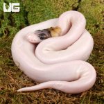 ug_Spider_Pied_Poss_Pinstripe_Ball_Python_3.jpg