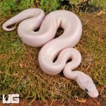 ug_White_Wedding_Ball_Python_2.jpg
