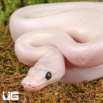 ug_White_Wedding_Ball_Python_1.jpg