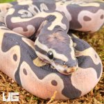 ug_Baby_Scaleless_Ball_Python_3.jpg
