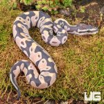 ug_Baby_Scaleless_Ball_Python_1.jpg