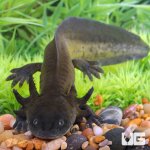ug_water_dog_5.jpg