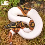 ug_Baby_High_White_Scaleless_Head_Pied_Ball_Python_4.jpg