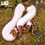ug_Baby_High_White_Scaleless_Head_Pied_Ball_Python_3.jpg