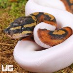 ug_Baby_High_White_Scaleless_Head_Pied_Ball_Python_2.jpg