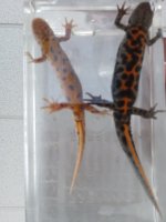 T. carnifex pr. ventral view.jpg