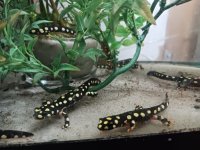 Crocatus Pod.jpg