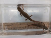 Cyanurus Pr. dorsal view.jpg