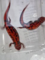 Cyanurus Pr. ventral view.jpg