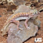 ug_Egyptian_Sand_Gecko_4.jpg
