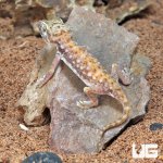 ug_Egyptian_Sand_Gecko_3.jpg
